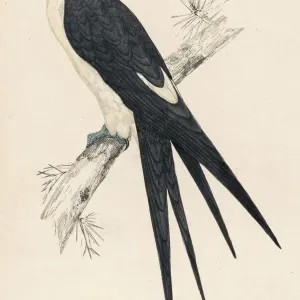 Swallow Tailed Kite