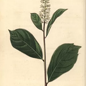Swamp titi, Cyrilla racemiflora
