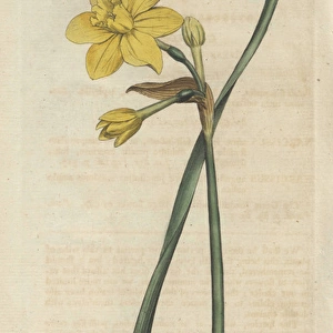 Sweet-scented jonquil, Narcissus odorus
