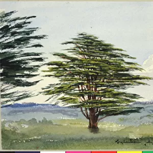 Sydenham Cedar of Lebanon