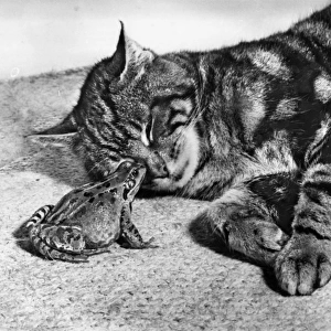 Tabby cat and frog