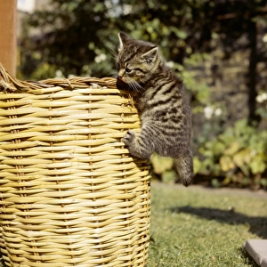 Tabby kitten climbing on a basket