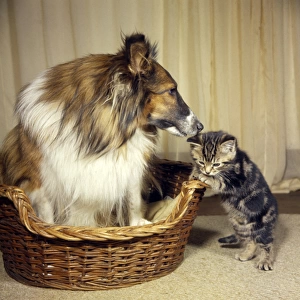 Tabby kitten with a Collie dog
