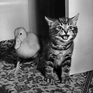 Tabby kitten and duckling