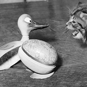 Tabby kitten with Easter Egg duck