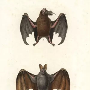 Rhinopomatidae Poster Print Collection: Greater Mouse-tailed Bat