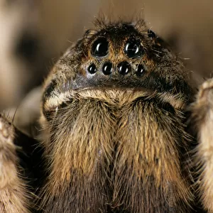 Tarantula spider - close-up of face