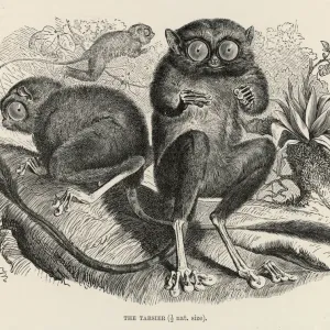 Primates