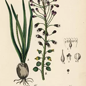 Tassel hyacinth, Leopoldia comosa
