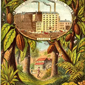 Taylor Brothers, Maravilla Cocoa Mills and Estate