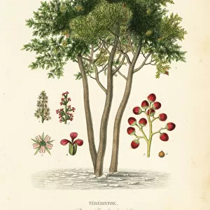 Terebinth or turpentine tree, Pistacia terebinthus