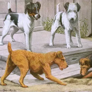 Terrier Collection: Fox Terrier Smooth