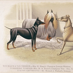 Terriers and Greyhound
