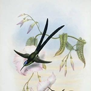 Thalurania furcata refulgens, fork-tailed woodnymph