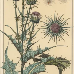 Étude botanique de thymide Étude botanique de thymide
