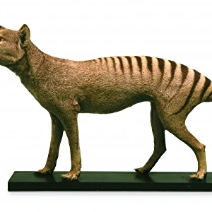 Thylacinus cynocephalus, thylacine