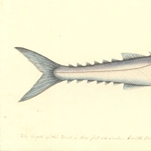 Thyrsites atun, barracuda