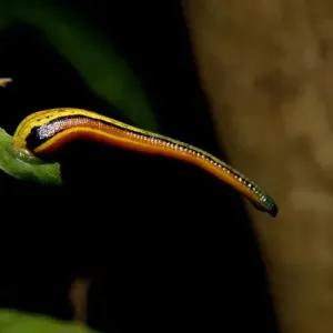 Tiger Leech on a Leaf Print, Kinabatangan River Floodplain