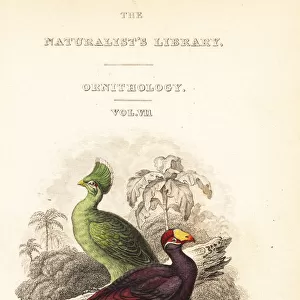 Titlepage with vignette of Guinea turaco and violet turaco