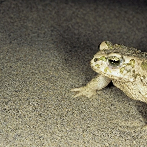 Toad - in sand dunes of Central Karakum desert at night