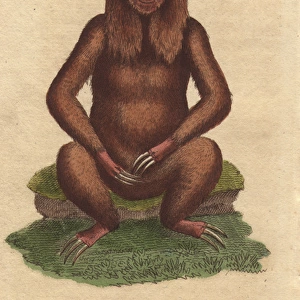 Three toed sloth, Bradypus tridactylus