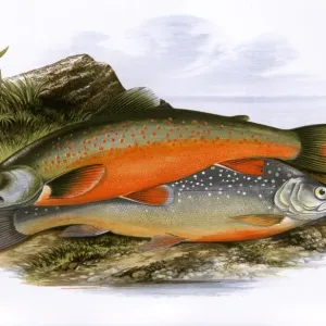 Torgoch and Alpine Charr Print, 1879 Torgoch and Alpine Charr Print, 1879