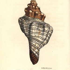Trapezium horse conch, Pleuroploca trapezium