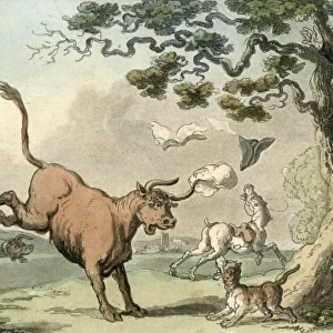 Treed by a Bull