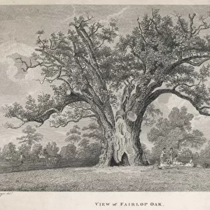 Trees / Fairlop Oak