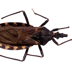 Hemiptera Collection: Bloodsucking Conenose