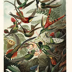 Trochilidae hummingbirds
