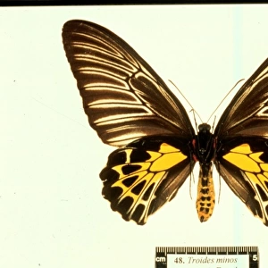 Troides minos, birdwing butterfly