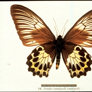 Troides vandepolli, birdwing butterfly