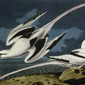 Tropic Bird, by John James Audubon