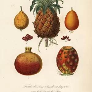 Tropical fruits, fruits de serre chaude ou temperee