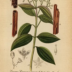 True cinnamon tree or Ceylon cinnamon tree, Cinnamomum verum