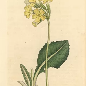 True oxlip, Primula elatior