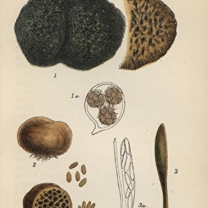 Truffle, Tuber aestivum 1, red truffle, Melanogaster