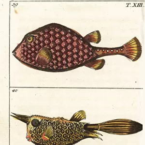 Trunkfish and longhorn cowfish