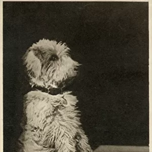 Terrier Cushion Collection: Glen Imaal Terrier
