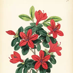 Tsutsuji, Rhododendron indicum