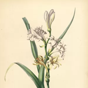 Tuberose, Polianthus tuberosa