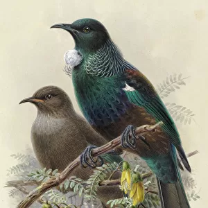 Birds Fine Art Print Collection: Passerines