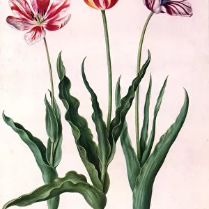 Tulip Botanical Date: 1652
