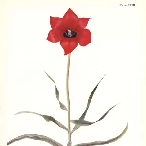 Tulipa montana (Tulipa maximowiczii)