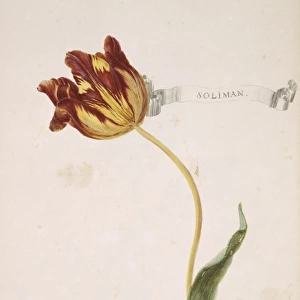 Tulipa sp. tulip
