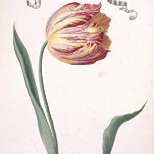 Tulipa sp. tulip