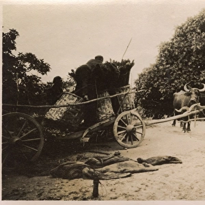 Turkey, Istanbul - Farm Cart with Oxen