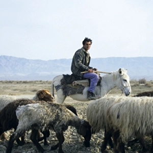 Turkmen Shepherd - on a donkey - with sheep