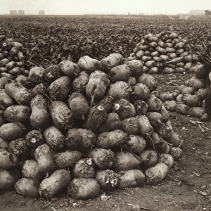 Turnip harvest